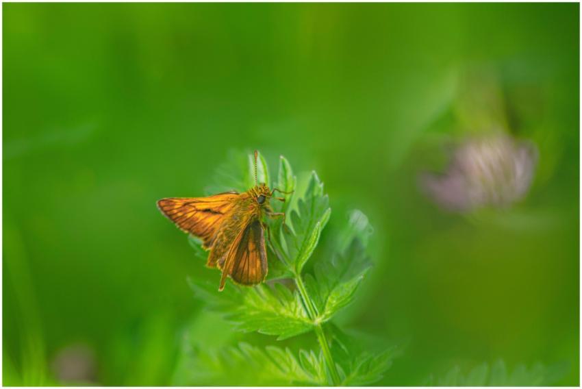 Close-up of a Large Skipper butterfly (Ochlodes sy