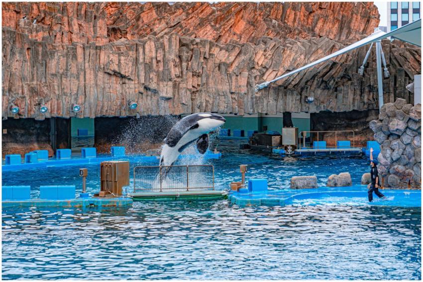 Spectacular orca performing a jump at Nagoya Aquar