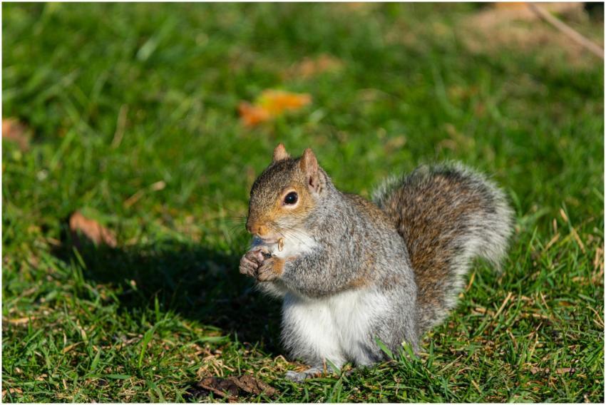 A gray squirrel sits on grass in Canonsburg, Penns