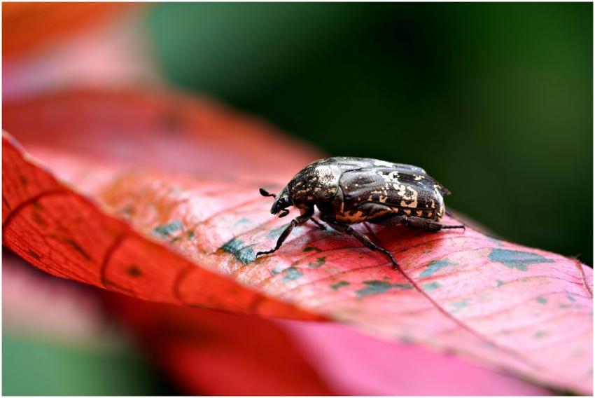 Close Up Beetle Vibrant