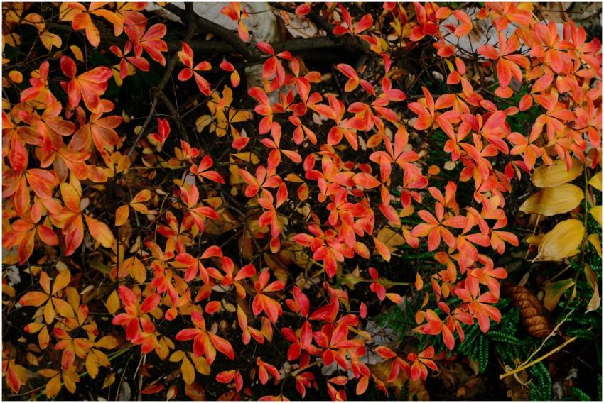 Capture of vibrant red and orange autumn leaves in