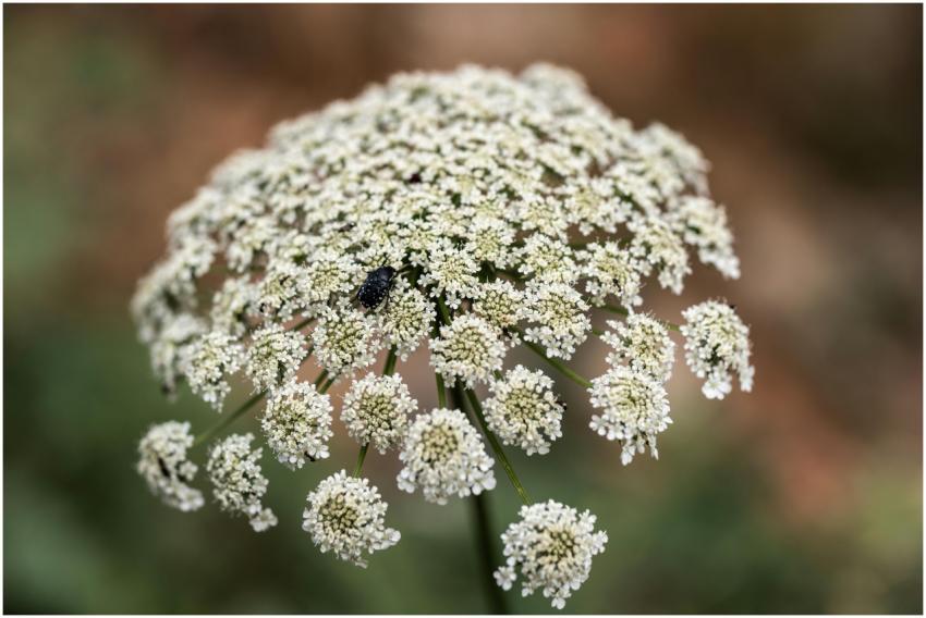 Macro shot of a black beetle on blooming white wil