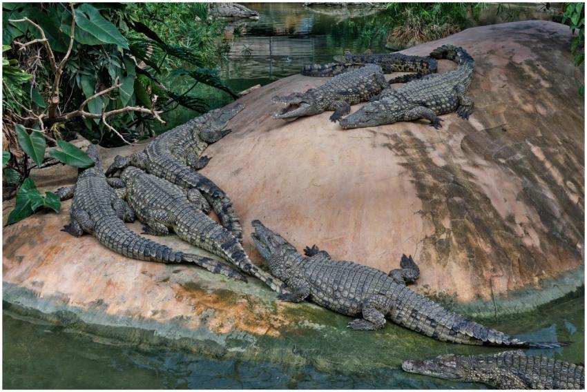 Nile crocodiles basking on a rock surrounded by lu