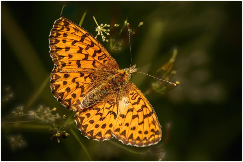 Close-up of a vibrant orange butterfly resting on