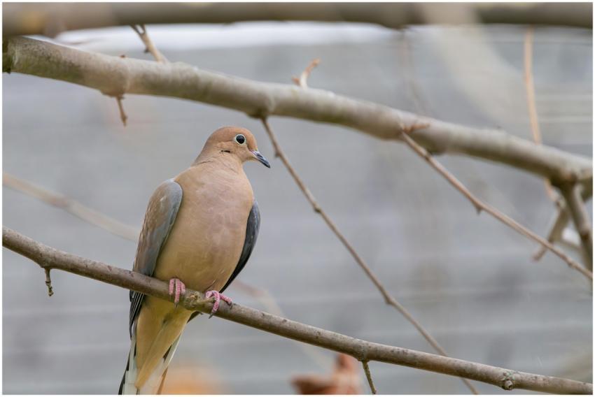 Free stock photo of cardinal, dove