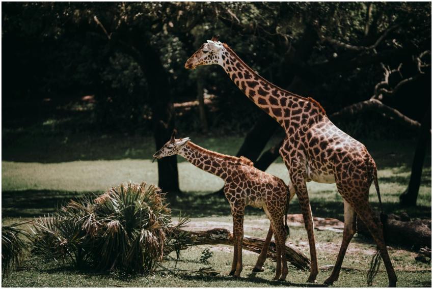 Mother and baby giraffe standing gracefully in a l