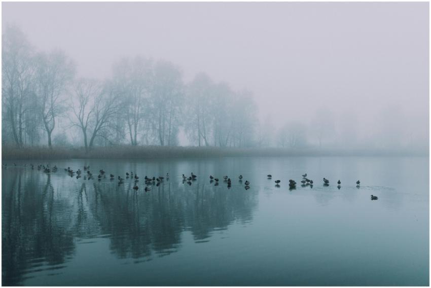 A serene lake view with ducks swimming amidst a mi