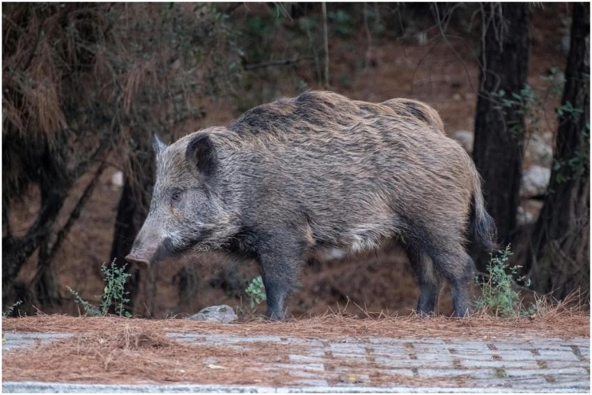 Wild boar walking near forest edge on a forest gro