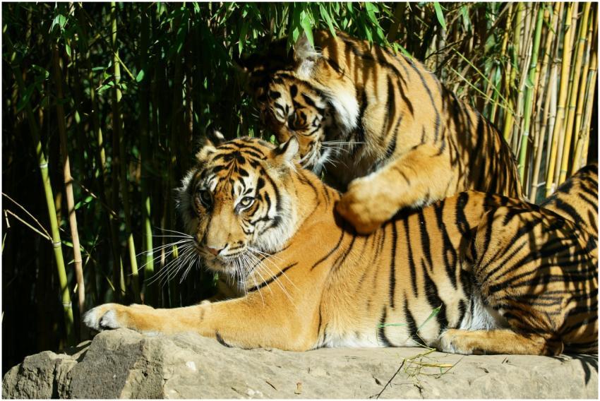 Two Sumatran tigers playfully engage in a bamboo g
