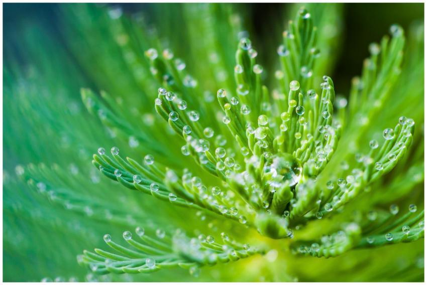 Close-up macro image of fresh green plant leaves w