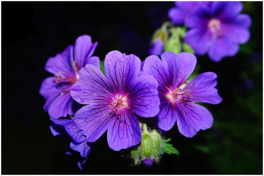 Close-up of vibrant purple geranium flowers with d