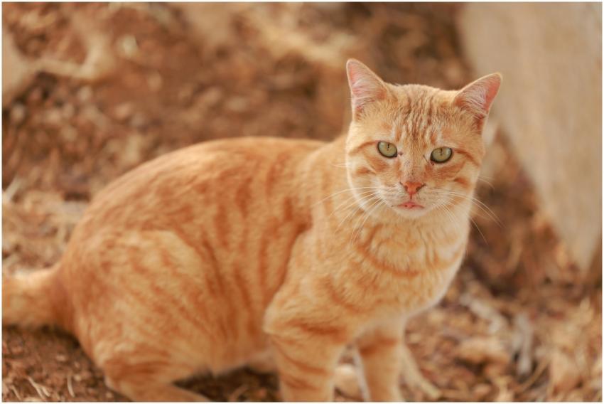 Close Up Ginger Tabby