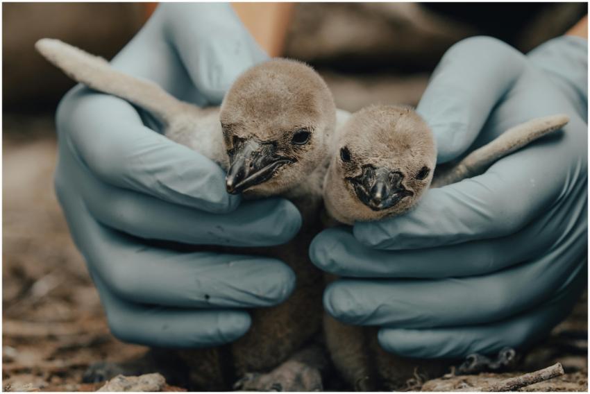 Gloved hands carefully holding two adorable baby p