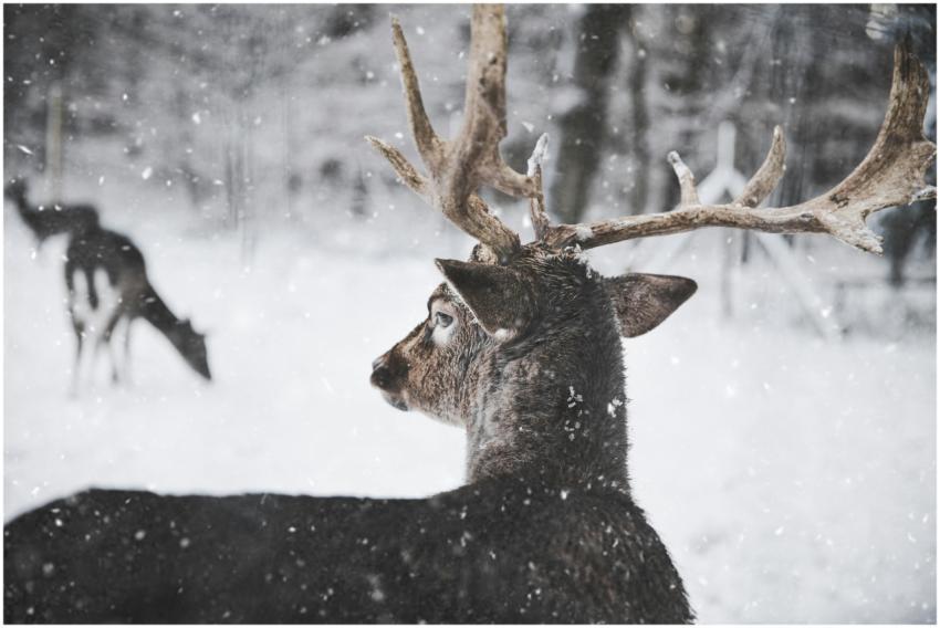 Close-up of a deer with antlers in a snowy forest,