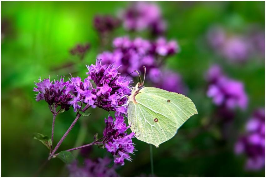 Macro shot of a butterfly feeding on vibrant purpl