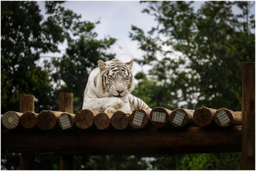 Free stock photo of animals, nature, stripes