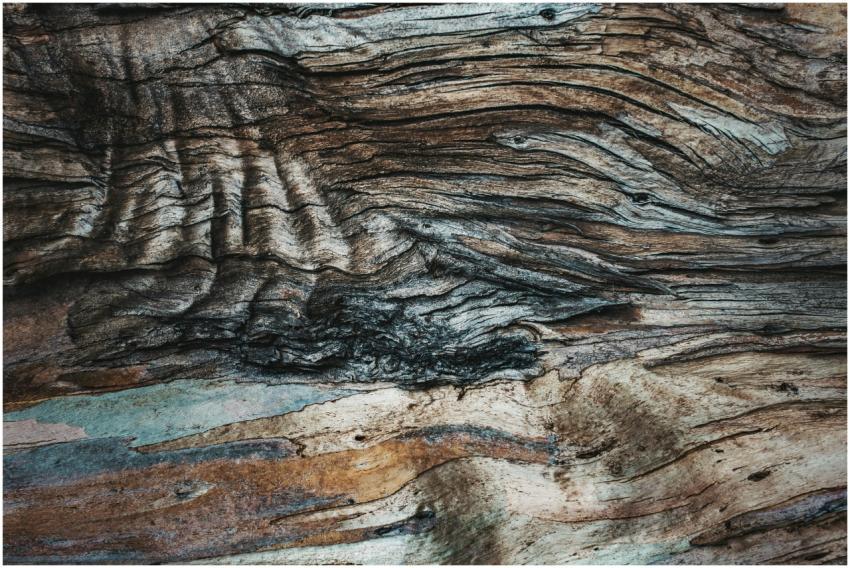 Detailed view of a natural wooden texture showcasi