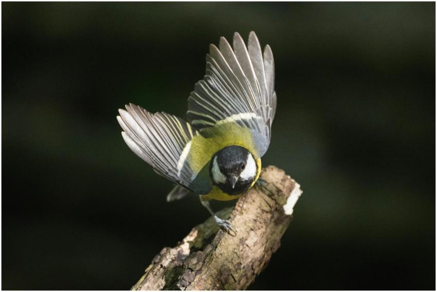 A vibrant great tit bird perched on a branch, show