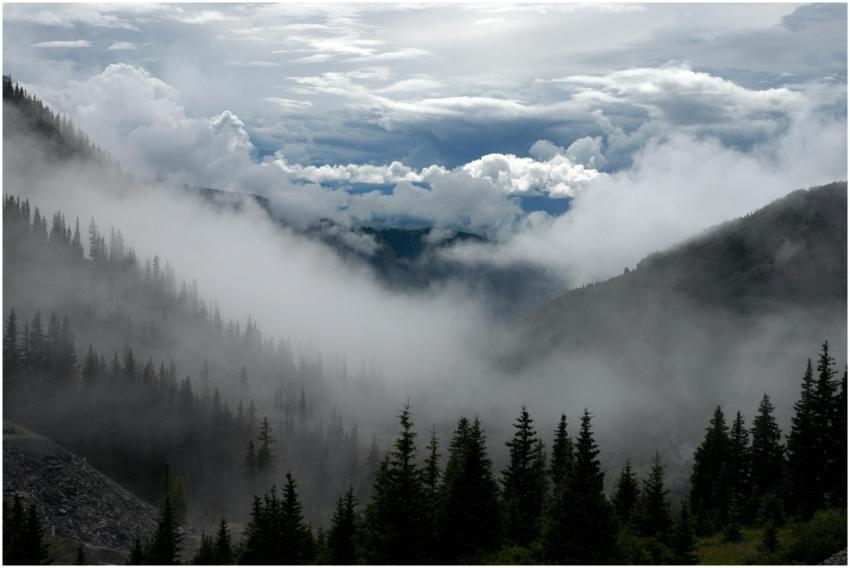 Tranquil misty mountain landscape with coniferous