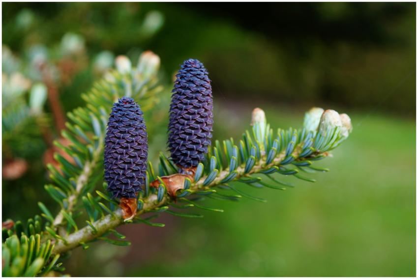 Detailed shot of two purple pine cones on a spruce