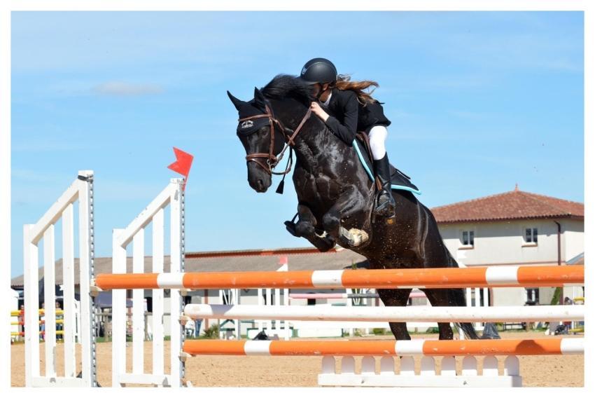 Horse Horse Riding Nature Jumping Obstacle