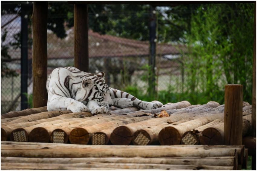 Free stock photo of animals, nature, stripes