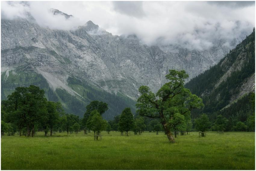 Peaceful alpine meadow with lush green trees and m