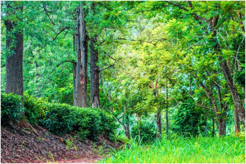 Captivating forest scene showcasing vibrant foliag