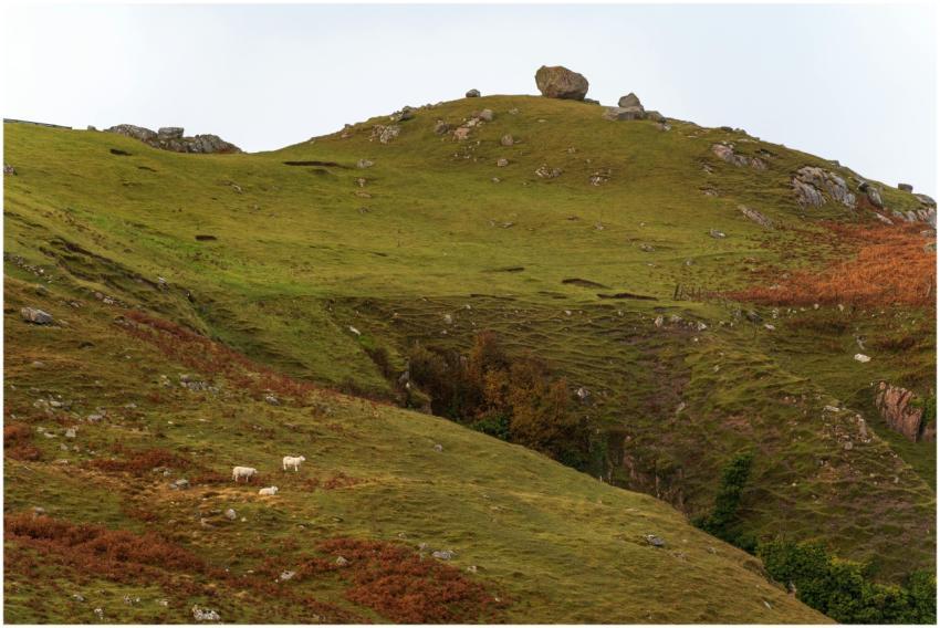 Rolling Hills Sheep Grazing