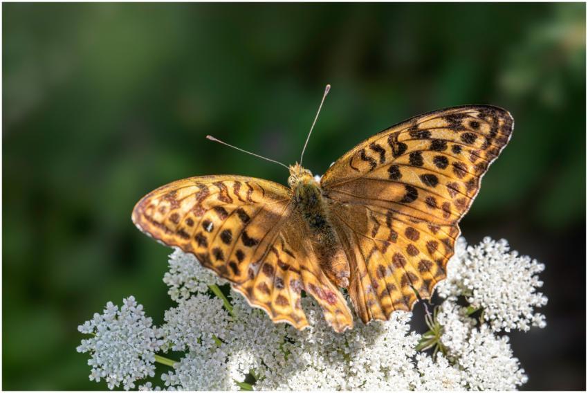 A close-up of a butterfly with striking patterns r