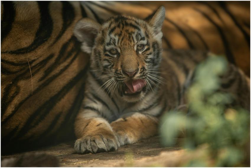 Cute tiger cub showing tongue while resting on the