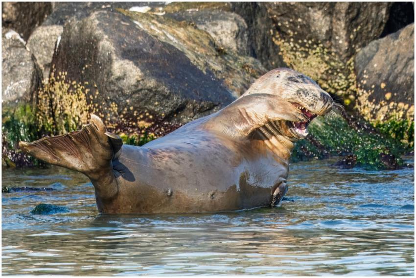 A lively sea lion joyfully splashes in coastal wat