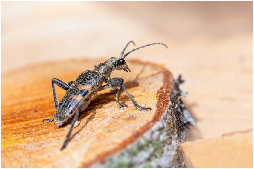 Close-up of a black-spotted longhorn beetle perche