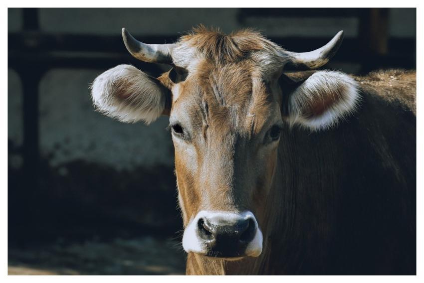 Cow Nature Animal Cattle