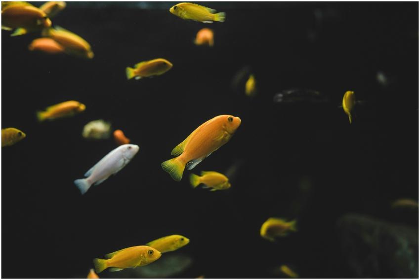 A captivating close-up of vibrant electric yellow