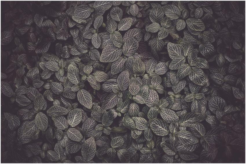 Detailed close-up of dark green foliage with intri