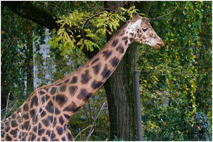 Close-up of a giraffe in a Swiss zoo amidst lush g