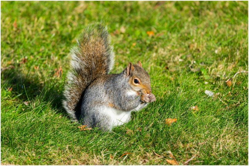 A gray squirrel munching on something while sittin