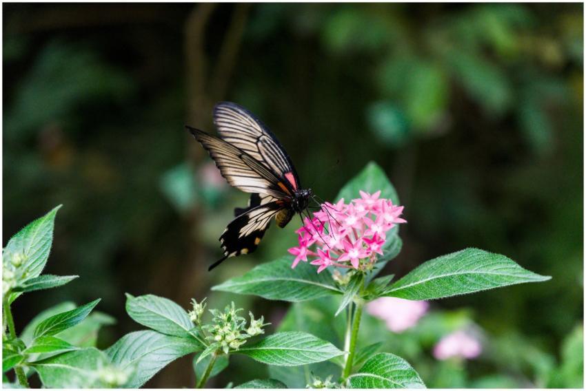 A striking butterfly delicately perched on a vivid