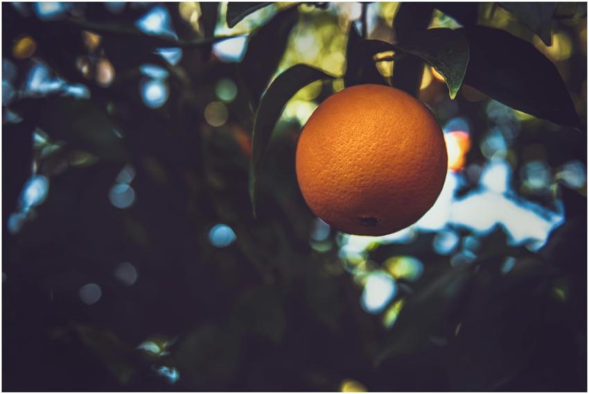 Vibrant orange fruit hanging from a tree with lush