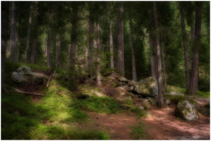 Sun-dappled forest floor in Trentino-Südtirol, Ita