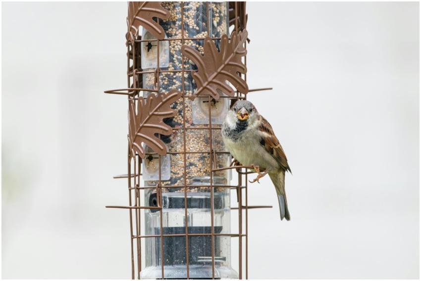 Free stock photo of cardinal, dove