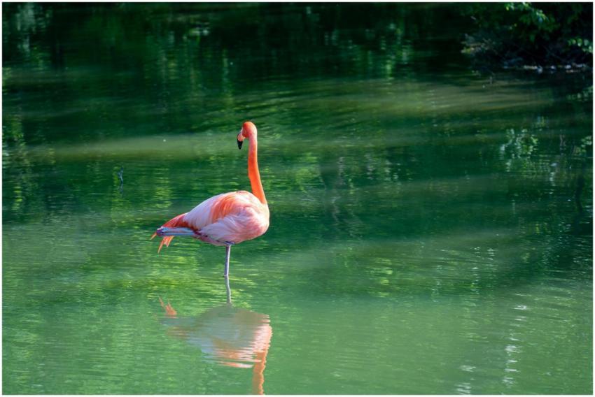 A solitary flamingo gracefully standing in calm gr
