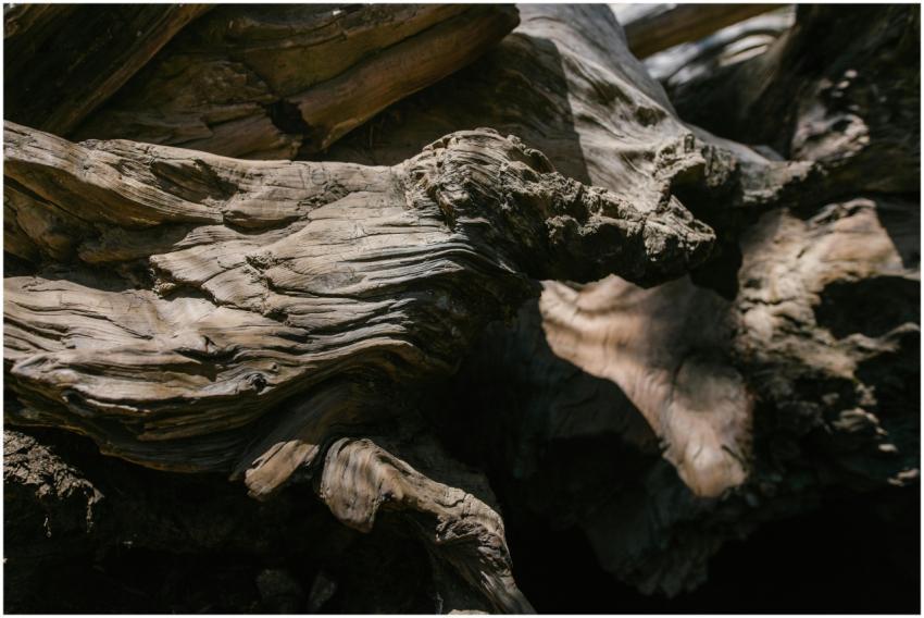Detailed close-up of weathered tree bark showcasin