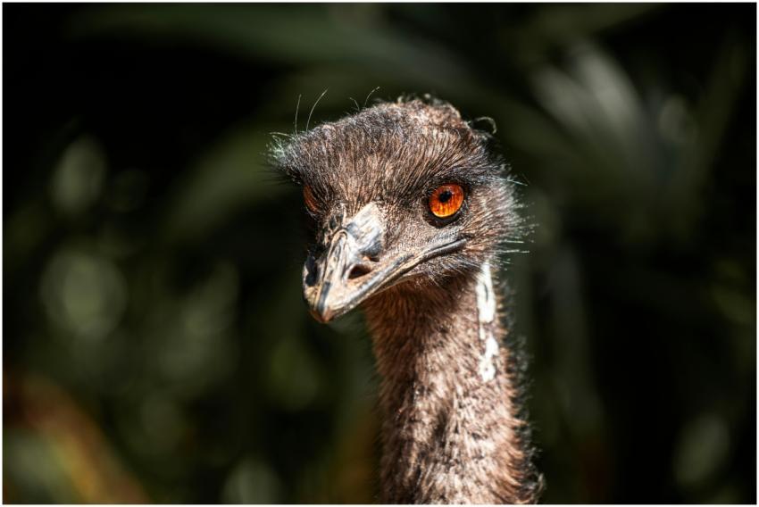 Detailed close-up of an emu with striking orange e