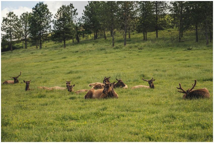 A serene scene of elk resting in a verdant meadow
