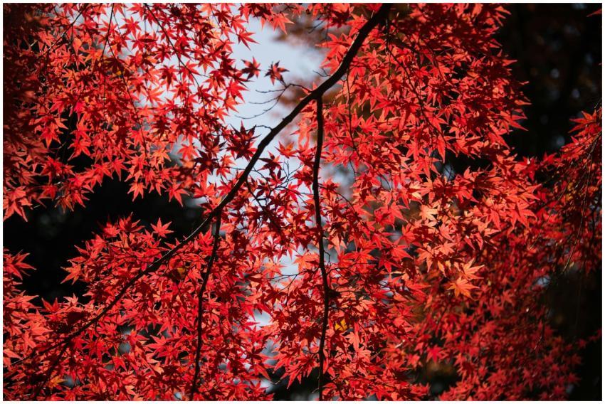 Beautiful red maple leaves illuminated by sunlight