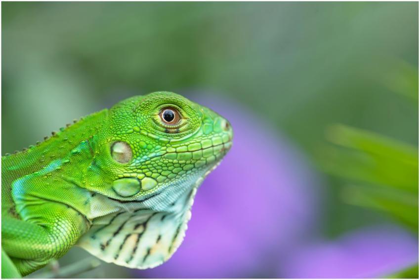 Close-up of a vibrant green iguana with detailed s