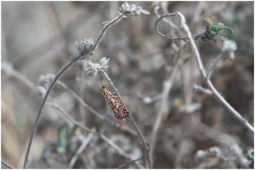 Vivid rattlebox moth perched on a dry plant stem i