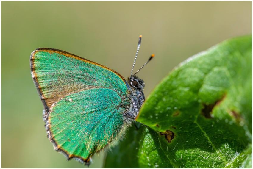 Close-up of a Green Hairstreak butterfly perched o